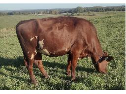 9-HEADACHER IRONMAN PAIGE-P