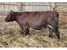 11-OCEANBRAE BREWER FIFI