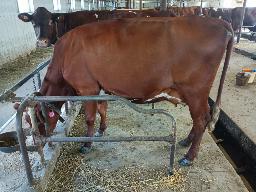 12-LAUGHLIN FARAH C VG-85 (4-6)