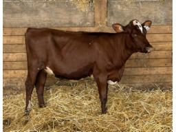 5-KOLSON LASER L CARMEN