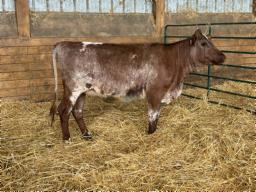 6-KOLSON LINZI P SOLOMON-P ET