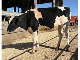 2-ELMVUE LAMBDA TINSEL-ET -899