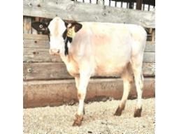 4-Elmvue Alligator Tee-Ara -930