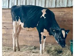 7A-ELMVUE ENERGY ROSANA -934