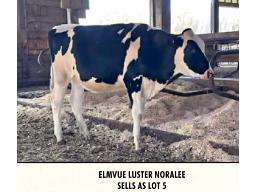 5-ELMVUE LUSTER NORALEE-849