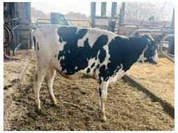 10-Elmvue Alpha Beatriz-ET -907