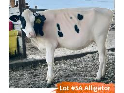 5A-ELMVUE SA NOW WHAT-911