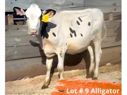 9-Elmvue Alligator-949