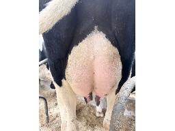 53-Astre croisee-4372