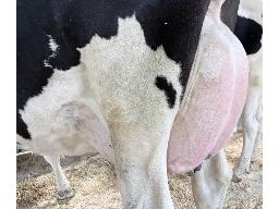 6441-Astre Monopoly Rena 