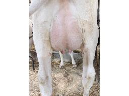 58-Astre Euclid Aurelie-4381