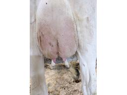 34-Astre Executive Janie-7512