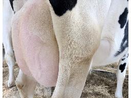 72-Astre Mendel Kixie-6445e