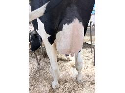 3760-Astre Macadam Seleste