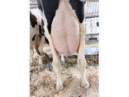 0996-Astre Gemston Malore