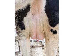 11-Astre Revere Komme-4414