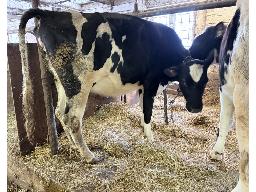 13-Astre Positive Kaline-4402