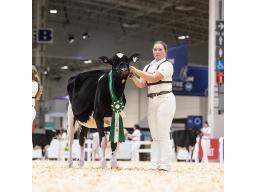 Armcrest Select Lmtd Budget