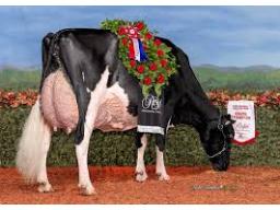 1A-Sexed Delta Lambda x Altona Lea Unix Herminie EX-97-3E
