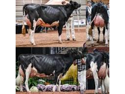 2-Choice x Altona Lea Doc Helena EX-93