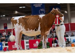 5-4Sexed Detective x Milksource A Tierney-Red -ET VG-86