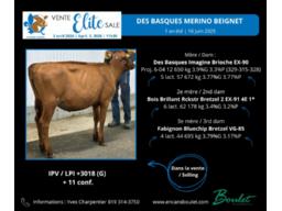Lot # 11, Des Basques Merino Beignet 