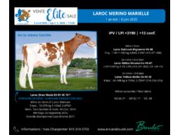 Lot # 12, Laroc Merino Marielle 