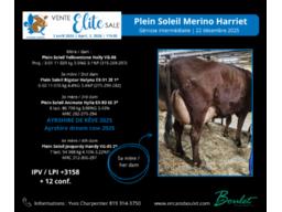 Lot # 5, Plein Soleil Merino Harriet 