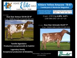 Lot # 3, 3 Embryons Kildare Yellow Amycow TB-87 x Marbrae Magashot