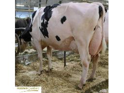E4-KAKOUNA VETCOW UNDE MOUCHITA EX-94-3E X COOPS SEXE 3 EMBRYONS IVF #1