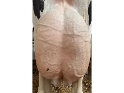 18-SAYABEC FUEL FORTUNA VG-85