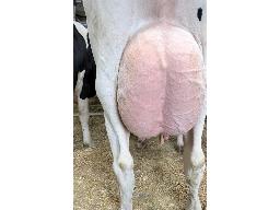 31-Vallier Kingboy Byby EX-90 -2486