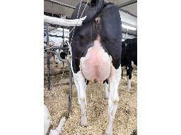 69-Vallier Chief Lady Maryann BP-81 8455