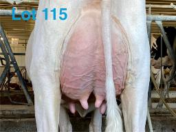 115-Shadyrail Major Misfit 