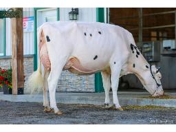 15- Blondin Salute Shatter VG-87-2YR 