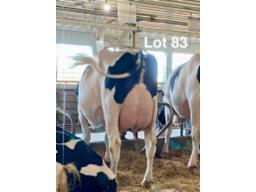 83-Hodglynn Lambda Luxury VG-85