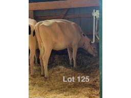 125-Hodglynn Avenger Arrow 