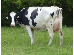 LOYALYN ALCOVE TRIX VG-85-2YR -473