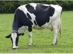LOYALYN ALLIGATOR PHOENIX EX-91-4yr -441