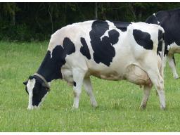 LOYALYN BARDO JAMAICA VG-85 -428