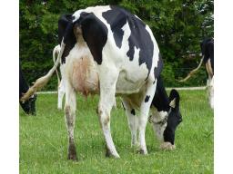 LOYALYN BAROLO PHANTOM VG-87 -475