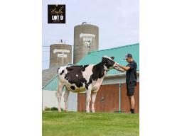 9-JM VALLEY BULLSEYE LILIA
