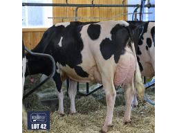 42-Vertdor Rubicon Milanka EX 94 ms 95