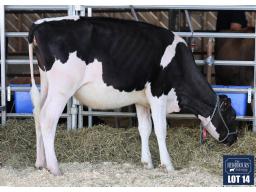 14-Garondale Eye Candy Creme 