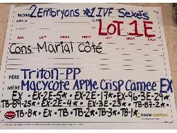 1E- 2 Embryons MACYCOTE APPLE CRISP CAMEE EX-90 x TRITON