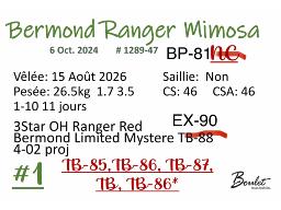 1-BERMOND RANGER MIMOSA P-BP-81   1289-47