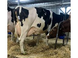 OCKNOR PORTER ELIRO TB-85 3 ANS (SM:86)