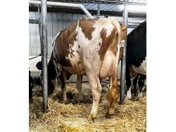 OCKNOR STAMKOS SANGRIA B-73 3 ANS