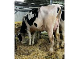 CARLDOT FUEL ESME NC