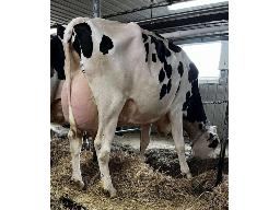 KAKOUNA MIRAND MALINY TB-85 3 ANS (SM:86)